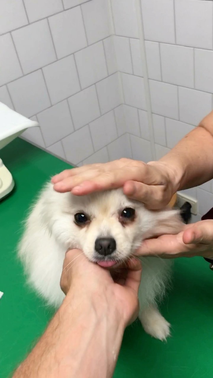 I a vosaltres, se us fa difícil donar els antiparasitaris al vostre 🐶🐱?
Mireu que bé s'ha portat la Bimba ❤️ #equipbestiari