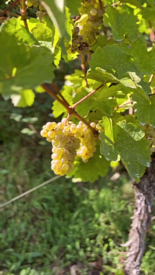 Let's go harvest 2024! 🍇🍷
#wine #harvest #alsace