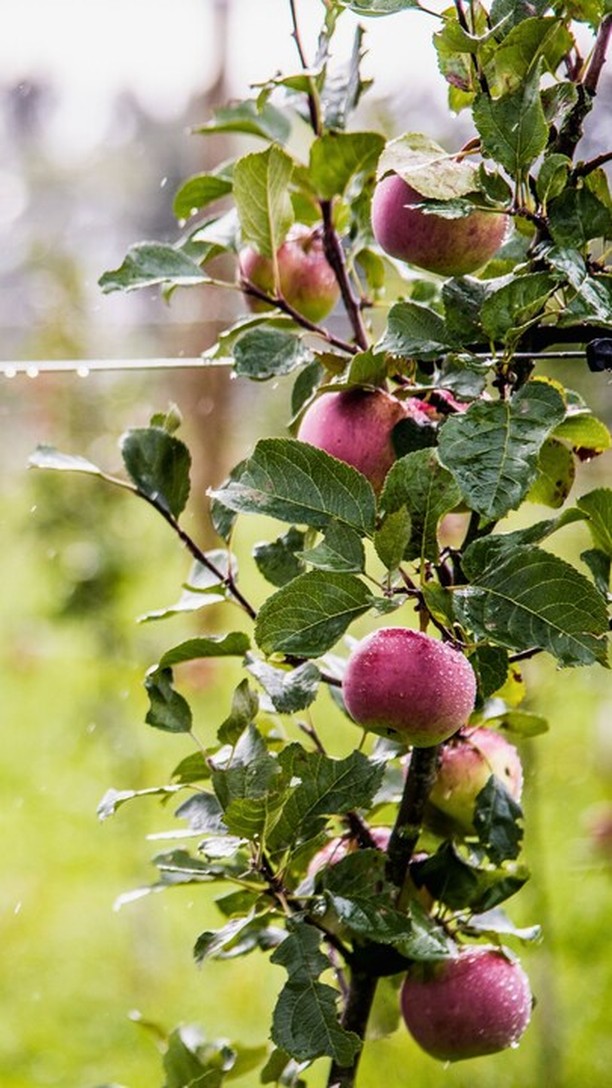 The power of water💧
On World Water Day, we focus on a world to explore — water so much more than H2O. A substance with unimaginable potential that could open new perspectives in physics, chemistry, technology, biology, and medicine! 🌱🧡
#intactsolutions #growingsolutions #zeroresidue #zeroresidueagriculture #agriculture #agricolturasostenibile #water #acqua #wasser
