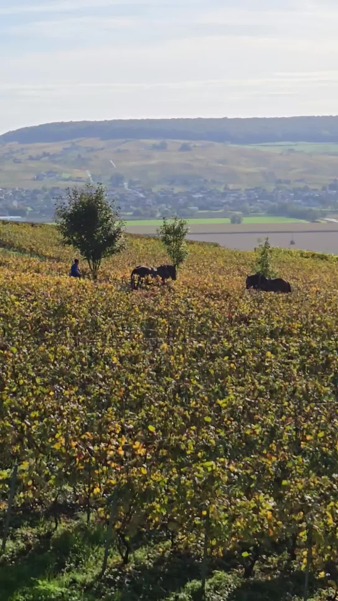 Sustainable work in Champagne. Horses are back!
#toursinchampagne
#tourwithlocals
#besttours #winetours #champagne #champagneexperience 
#champagnelover #champagnelovers
#champagneaddict #champagne
#private #privatexperience #honeymoon #champagnesecret #champagnemoments #champagneprivateexperience #luxurychampagne #finechampagne #champagneguide #champagnelife  #champagnetasting #winelover #winelovers #winetasting  #wineblogger #winedestination #winetravel #winetraveler
#thechampagnewineclub #champagneluxurytrip