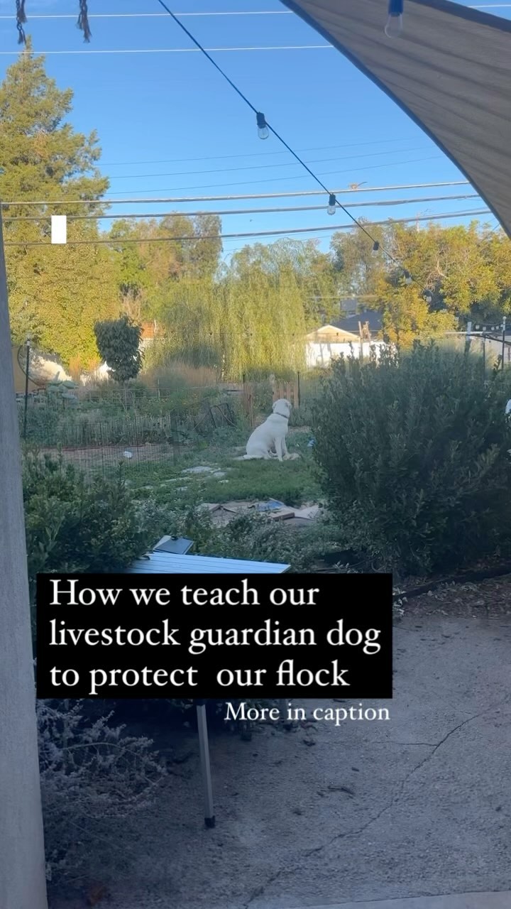 The first day of school pics getting posted rn are cute but did any kid chase off their first hawk this week? 🦅
7.5 month old Oquirrh has been spending the majority of the time with his chickens, learning their sounds, behaviors, alerting calls, and goofy ways. Here are some ways we lean into his instincts as he determines friend vs foe:
📣 When he starts barking outside we don’t tell him to stop, and instead go to him and ask him to tell us what he’s barking at. If the bark is unwarranted, we talk him through it the best we can. @junipertrails has taught us the importance of being interested in what our dogs are interested in. This shows them we aren’t just trying to pull them away from their interests if they are inconvenient for us, and builds trust for when we do ask them to leave those interesting things alone.
🏃♂️ When on walks, Oqui really thinks he is doing a perimeter walk for the neighborhood. Since the size of the farm we are moving to is about the size of eight blocks in our neighborhood, we let him take his sweet time smelling, marking, and checking in on his girlfriends (there are two and he is smitten). We also let him ‘protect’ when he thinks his neighbor birds are in distress (bc those are his too right?).
💤 Oqui prefers to spend the majority of his time right up next to the chicken coop, whether or not he is tethered by them. (We tether when there are kids, to let the other pups play, or to give him down time). We make this more comfy by providing a bed, pool, and lots of shade by the coop.
💦 Oquirrh marks the perimeter of the coop on a regular basis which we don’t discourage. That behavior is also instinctual protection since raccoons, coyotes, and other predators are more likely to avoid areas where another predator (Oqui) has claim and presence.
Raising a guy in the city who is country bound has its own set of challenges, but we are so glad he has the opportunity to be socialized and to really bond with his girls before we are into the great wide open.
#lgd #livestockguardiandog #guardiandog #farmdog #livestockguardianpuppies #akbashdog #akbashofinstagram #akbashmix #greatpyreneesofinstagram #greatpyrenees #greatpyreneesmix