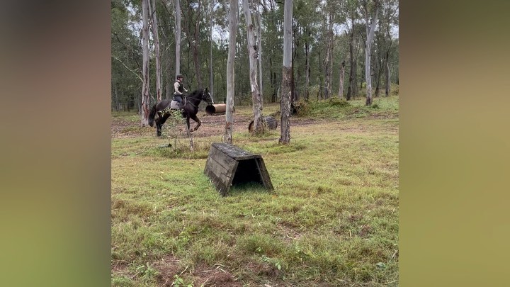 Irish Draught Stallion Tiernan Ri learning a bit about cross country