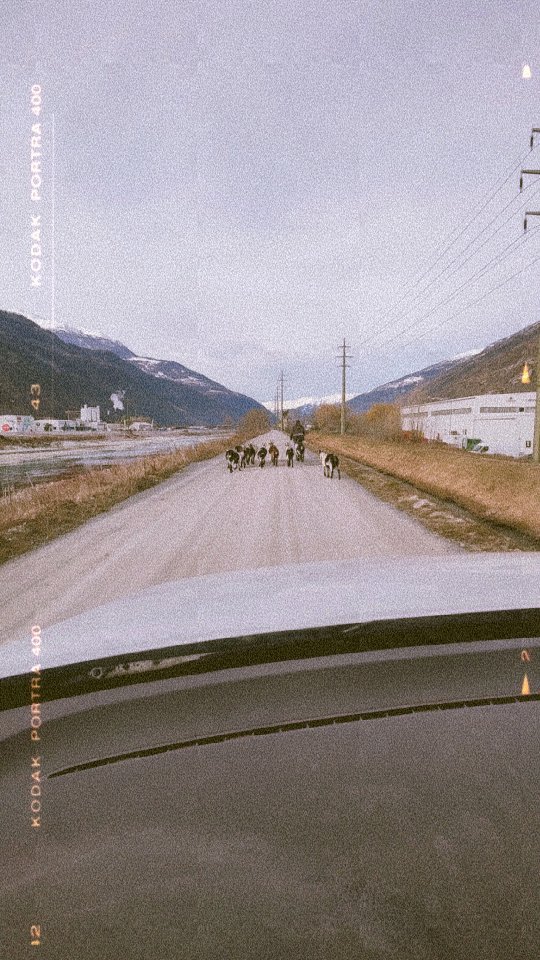 Unsere Ziegen auf dem Weg zurück in den Stall.
#brandeija #pfauenziege #aufdemwegnachhause #timetogohome