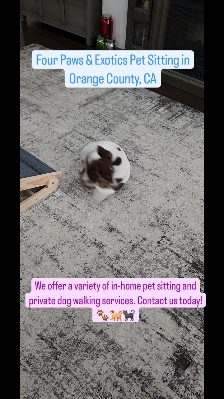 Meet Dublin, Clancy, and Erin! Their pet parents asked us to watch this trio for a few days and booked our Full Day and Half Day Pet Sitting services. They were so much fun to watch and we look forward to watching them again! #petsitting #dogwalking
www.fourpawsandexotics.com