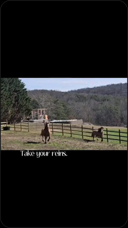 #horse #gypsyvanner #gypsyvannerhorse #gypsyvannerforsale #gypsycobofinstagram