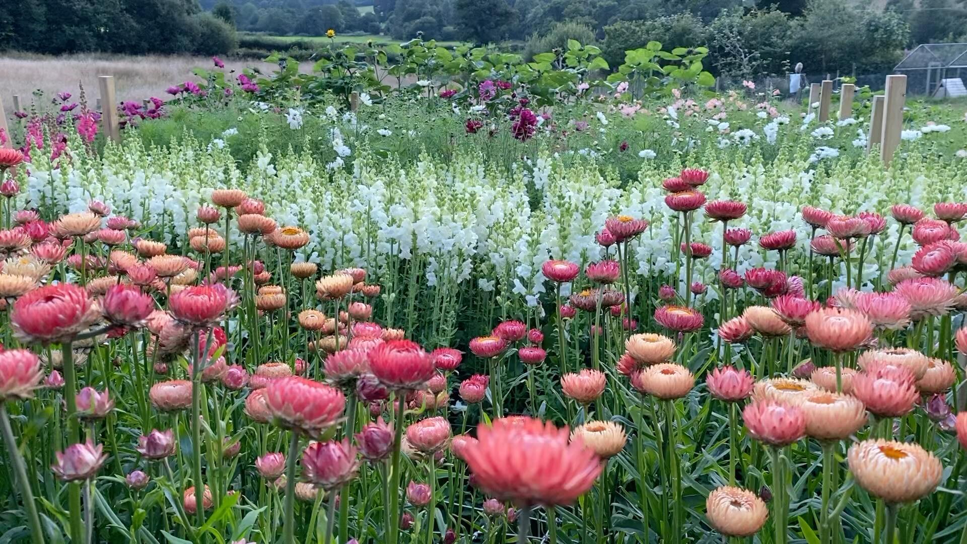 Feels like a good day to be looking forward to summer! 🌸🌼🌺😀
#devonflowers #britishflowers #flowersfromthefarm