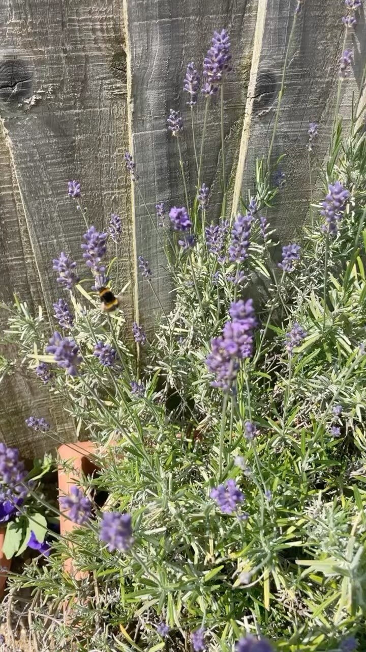 This bee is really enjoying our insect friendly lavender ‘nectar cafe’! The functioning of our ecosystem rests on the tiny backs pollinators like these – a big burden for their little shoulders to bear! Why not give them a helping hand by planting insect friendly plants in your own garden?
