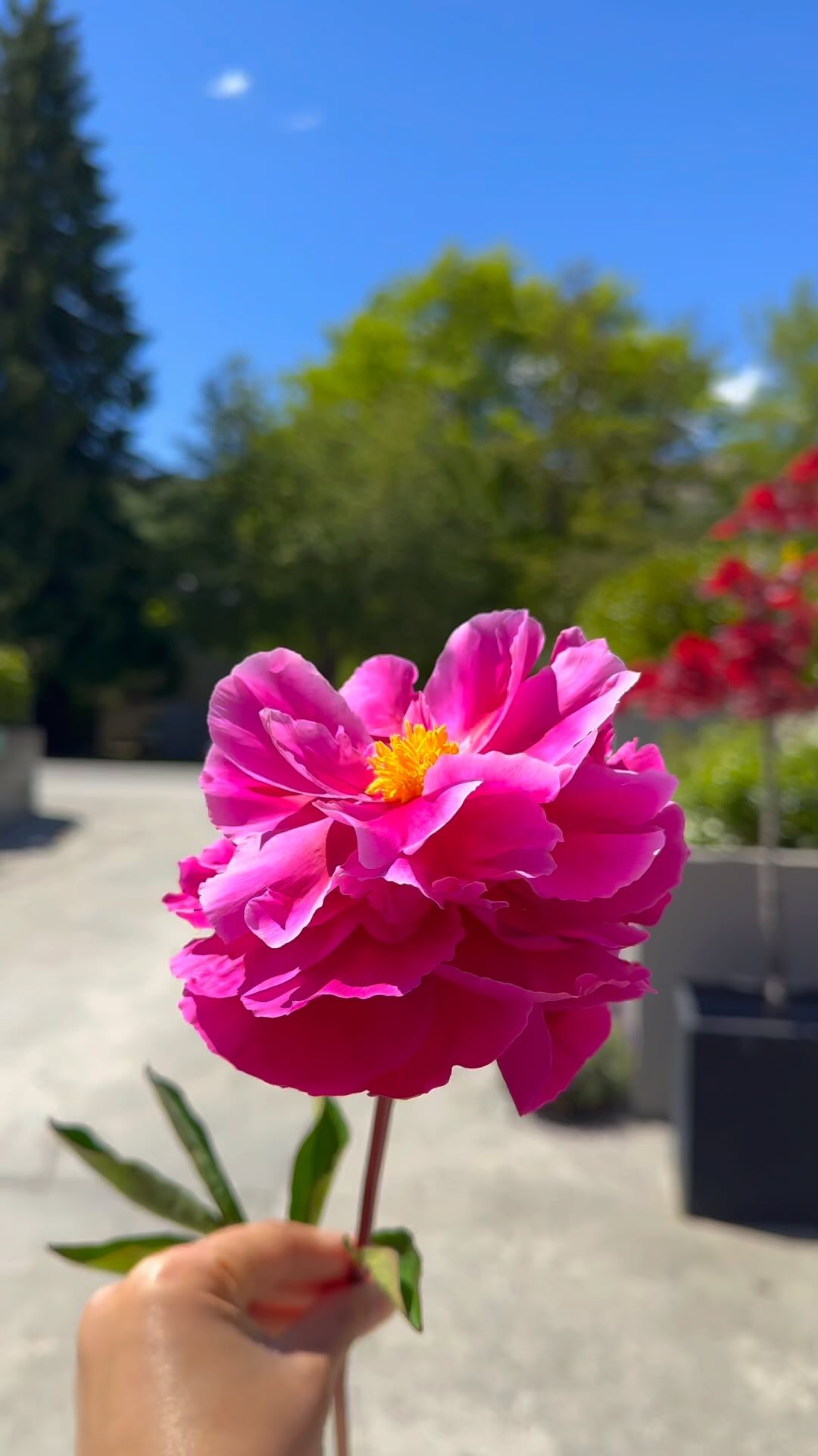 Nothing says summer like sunshine and blooming flowers ☀️🌸 #arrowtownmotelapartments #sunnyday #holidaysnz #lovenz
