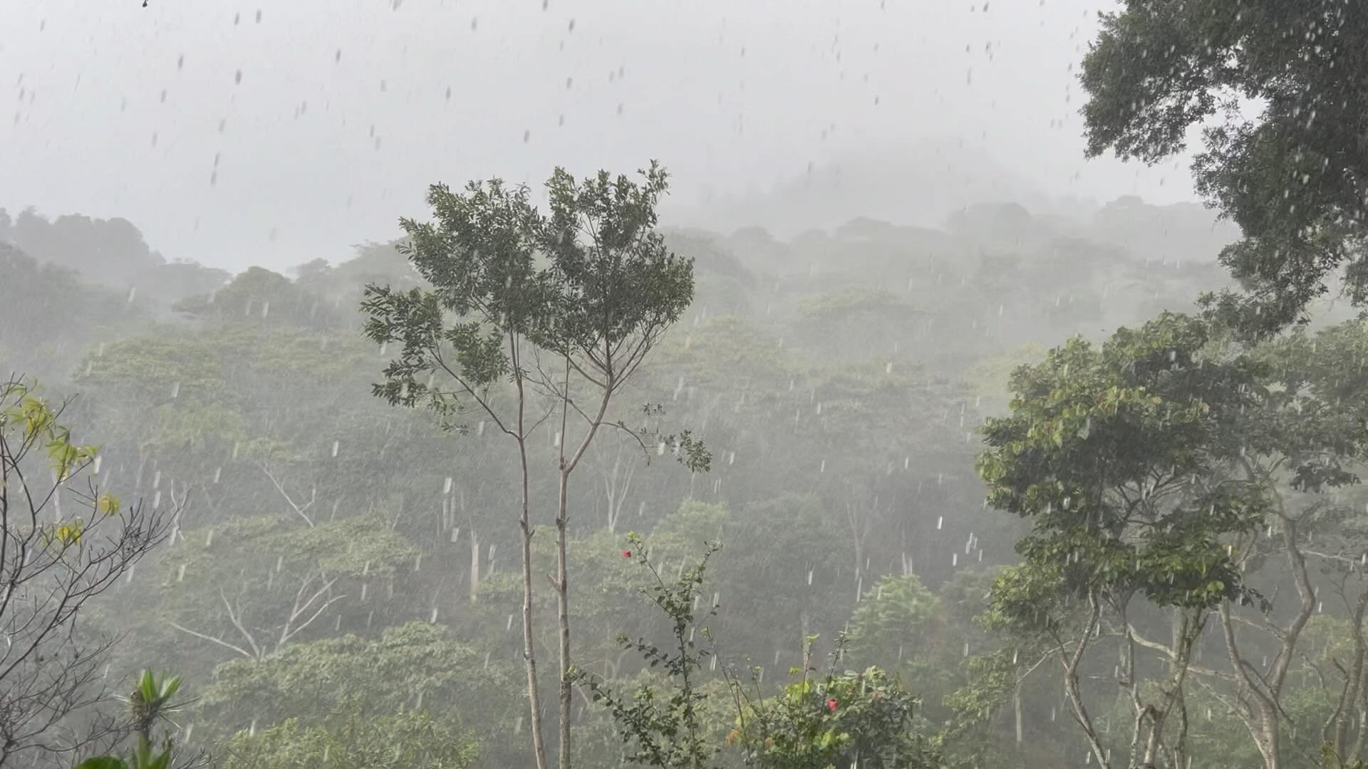 Life in the tropics🌧️🌿☕️
#elgigantecoffee #thegiant #elgigantecoffee #elgigante #specialtycoffee #specialtycoffeeroaster #specialtycoffeeshop #specialtycoffeeassociation #specialtycoffeeassociation #specialtycoffees #specialtycoffeebeans #coffeeaddict #coffeeislife #coffeegram #coffeebreak #coffeeart #cafecito #cafelife #barista #baristadaily #baristalife #coffee #coffeefarm #tropical #tropics #tropic #rain