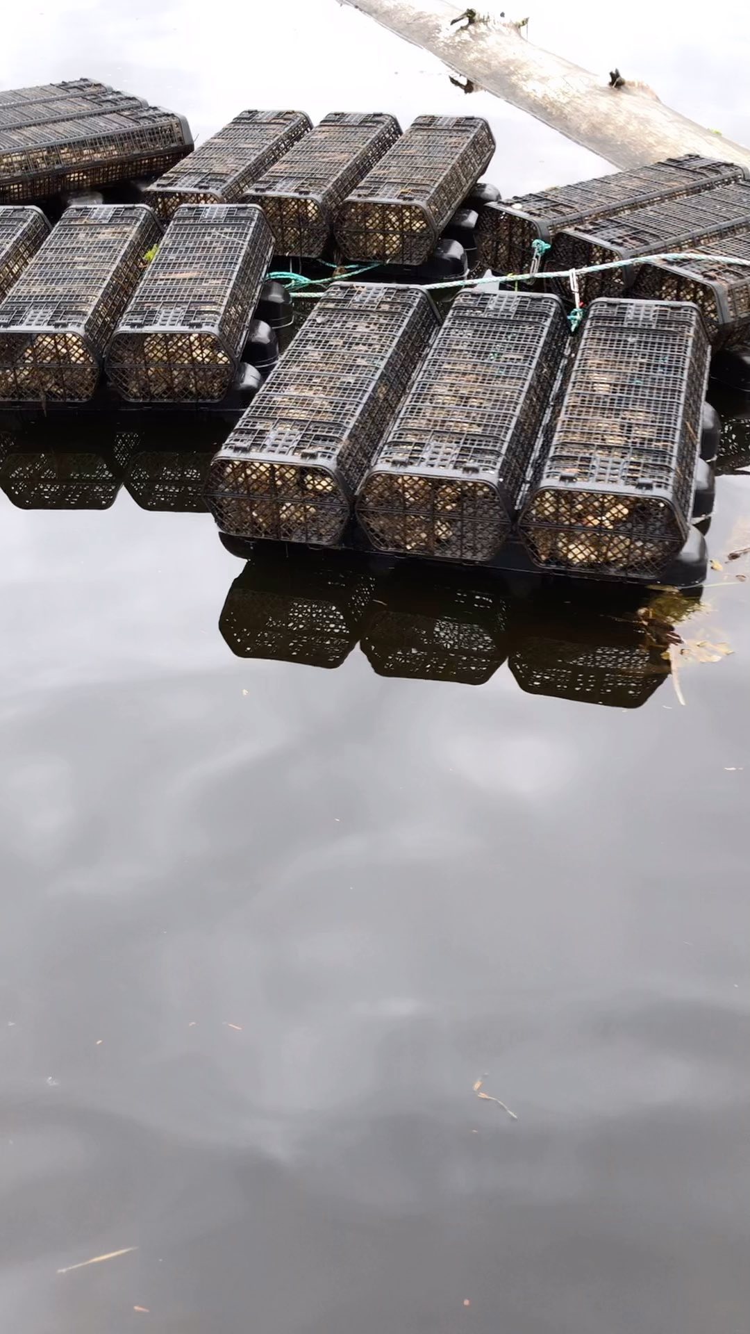It’s finally flippin’ Friday.
Flipping exposes the oysters and gear to air temporarily so they can dry, which helps prevent fouling. It also helps to strengthen and harden the shells. This gear is new for us, so it’s been really cool to see how things are growing 🦪🌊
.
.
.
#oysterfarming #alaskanoysters #futureoysters