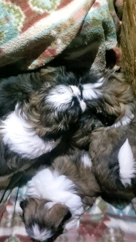 Look at these little pups licking the food off each others' faces!! They're just about 6 weeks old, and only just today started really taking to solids. I'm finding that every litter is a bit different, and so saying "I always start solids and wean the pups at 3-4 weeks" just won't work. I mean, my babies were all different, why not puppies?
Anyway, stay tuned - these little ones are getting ready to head outside now that they've shown they can handle food and cooler temps. Puppies frolicking in the grass soon to come!