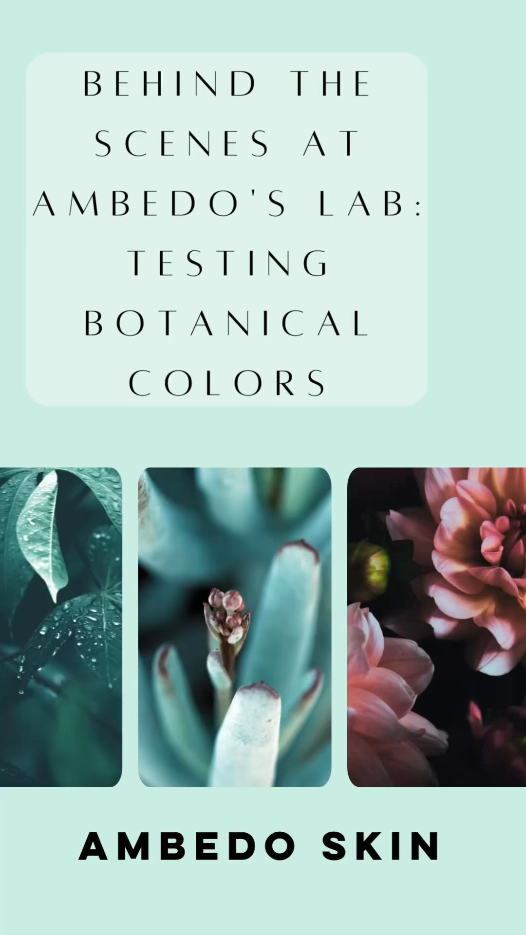 Fuchsia soap from plants? Check out our behind the scenes soap-making!
#ambedoskin #greenbeauty #organicskincare #organicskincareformulator #ecobeauty #ecodye #organicskincarelover #matureskin #sensitiveskin #artisansoap #himalayanrhubarb #plantdyes #botanicalskincare #botanicalsoap #naturalskincare #wellaging #skinfood #madeinmichigan