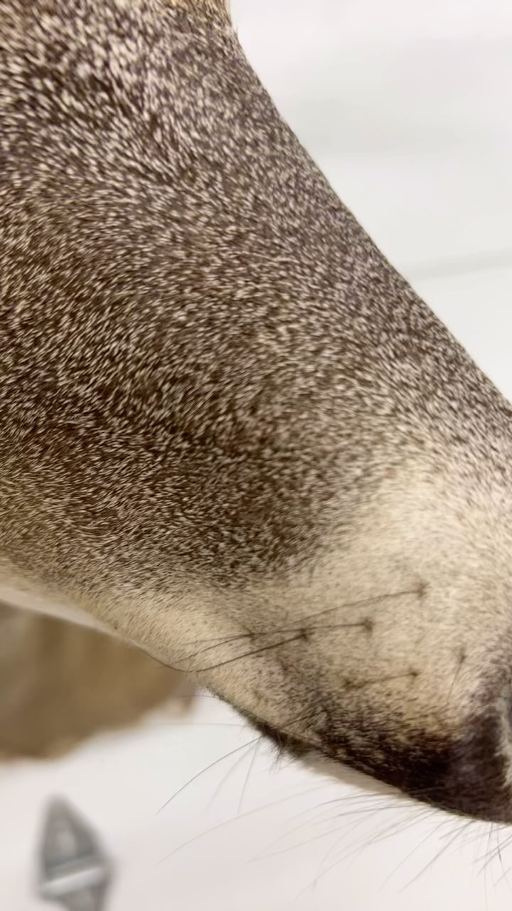 Who wants a buck like this over your fire place?!?
Message to book a hunt of a lifetime!!
#trendingreels#deer