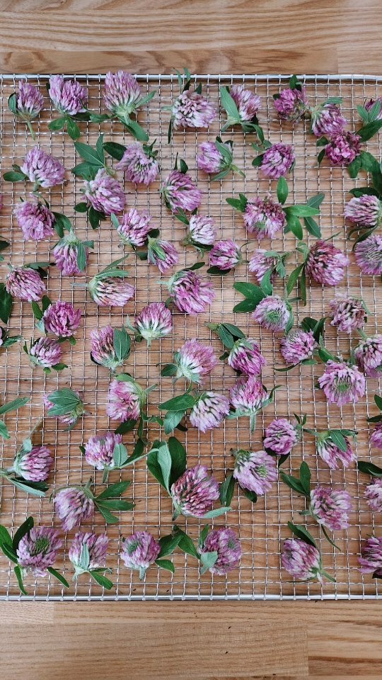 Drying herbs πΏ
#herbalism #herbalist #gardening #foraging #homestead