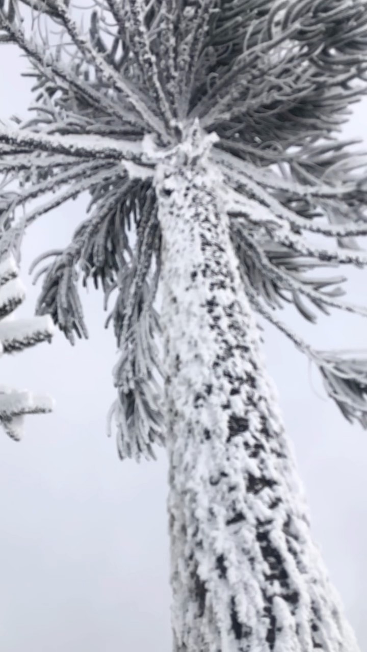 Araucaria Araucana
🌲❄️
————————————————————————-
@senoretbrothers
@casaesquinamalalcahuello
—————————————
#splitboard #araucaniaandina #splitboardingistheanswer #araucaria #nieve #anoquelindo #malalcahuello #freeride #snowboarding