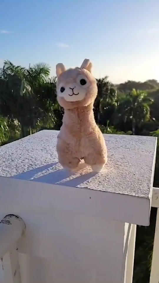 Unsere 🦙 #pepperdasobstwiesenalpaka erkundet die Dominikanische Republik 🏝️🌅!!
Da sind die anderen @obstwiesen.alpakas im #eifelschnee ❄️ sehr neidisch!
#obstwiesenalpakas #alpakas #alpakasofinstagram #alpaca #alpacasofinstagram #dominikanischerepublik #domrep #dominicanrepublic🇩🇴 #urlaub #sonne
@jana.khnk 👍🏼👍🏼🛬