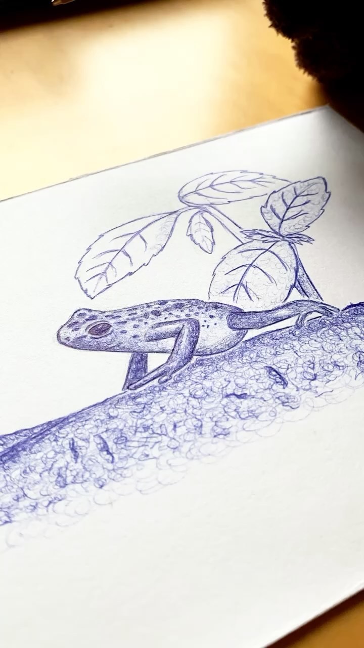 Una pequeña ranita 🐸
•••
#illustration #ink #bombaestereo #florayfauna #drawing #draw #colombia #frog #art #bic #nature #plants