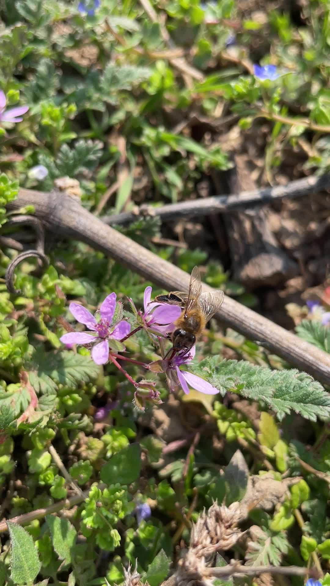 #bienenfreude🐝 Zwischen den Reben summt das Leben – unsere blühenden Begrünungen bieten den Bienen ein wahres Paradies. Nachhaltigkeit, die man schmeckt und hört! 😊