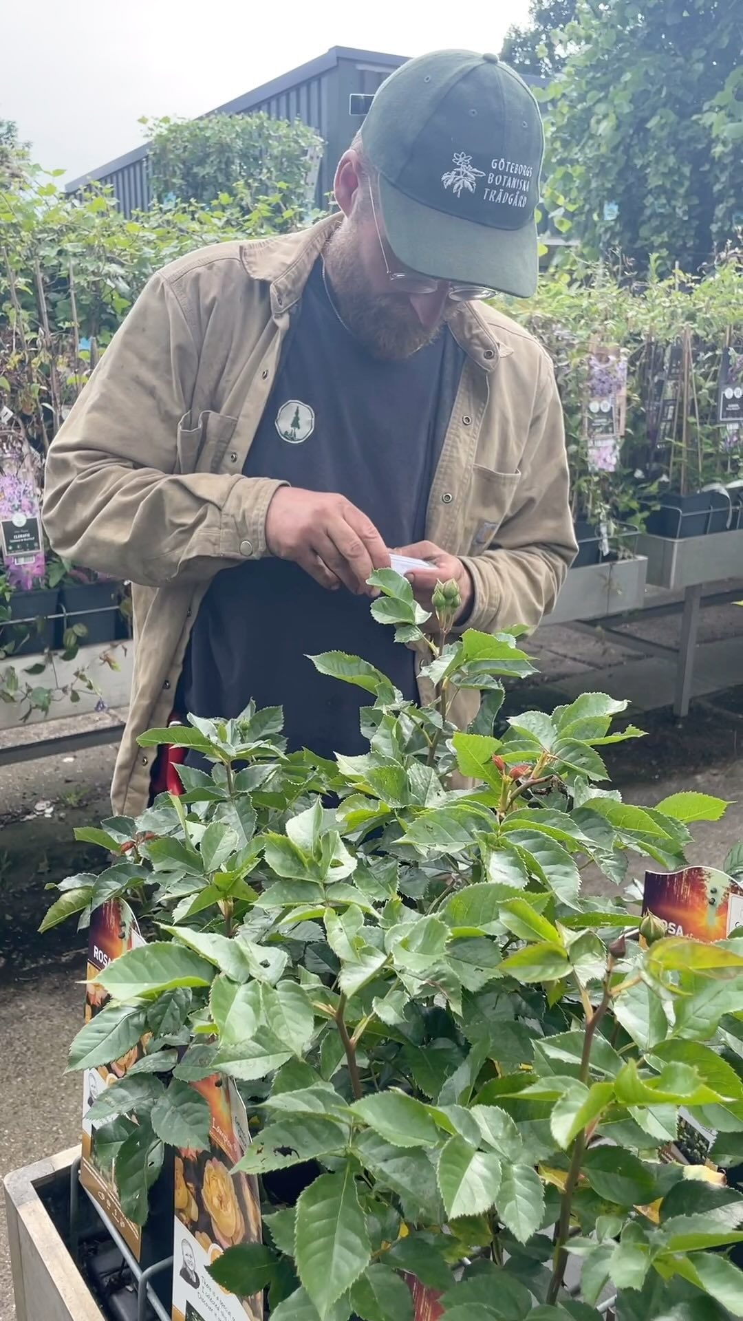LIEVEHEERSBEESTJES ! 🐞 We zetten de larven van lieveheersbeestjes uit tussen de rozen.
✅ Bladluis houd van zoet sappig blad, de Roos heeft dat!
✅ De larve van het lieveheersbeestje eet luis, wel 100 per dag.
✅ Zet natuurlijke vijanden in om plagen vroegtijdig te tackelen of zelfs te voorkomen.
#ecostyle #natuurlijkevijanden #luizen #wattedoentegenluizen #tuintips #tuinieren #biodiversiteit #tuinieren #tuintips #detuinin #tuintipsjuni #tuintipmei #tuininjuni #juni
