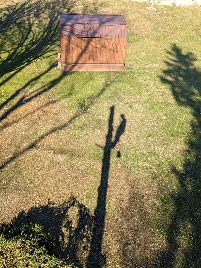 Light weight #treeservice #treeremoval #treepruning #arboristsofinstagram #arborist