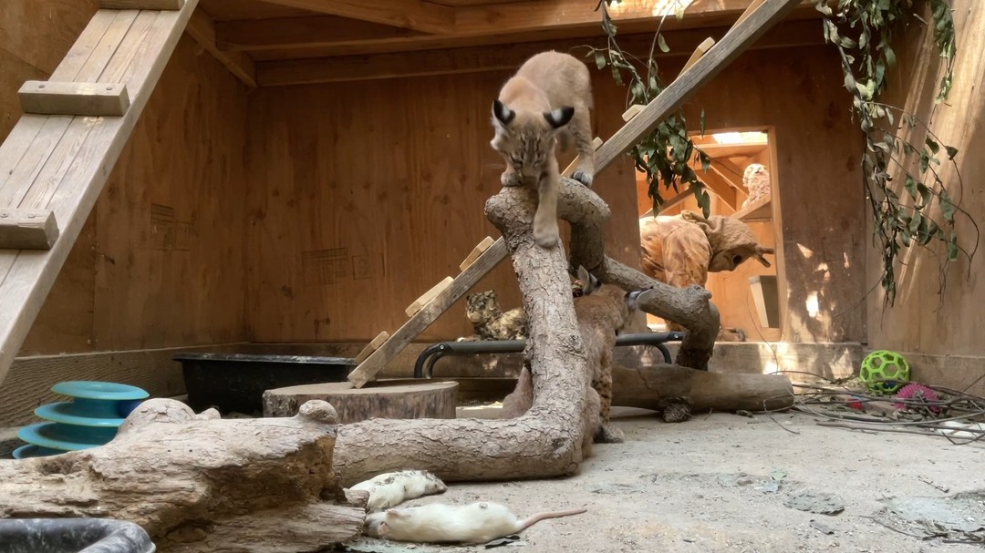 Bobkitten update at 13-17 weeks of age: So what do the bobkittens get up to while Bobcat Mom cleans? In this scene of daily life in the bobcat enclosure, you can see one of the Bobcat Parents just inside of the far enclosure, while the kittens seem to be busying themselves until Mom is free to play again. Our Bobcat Parent team at WERC wears a disguise, and smells very outdoorsy, as they tend to the kittens' feeding, nurturing, enrichment, and cleaning of the enclosure. They move around on hands and knees, and mimic cat-like stances when peering up into the higher shelves. When a dog barks or there are human noises, Bobcat Parent freezes, crouches down, looking in the direction of the noise, and watches until the noise passes. This behavior shows the kittens to be wary and watchful. We can't replace their natural mothers, but we do give these orphans a chance at a full and free life in the wild when they wouldn't have had one at all. When they're about 6 months old, their training shifts away from the nurturing and playful Bobcat Parents into minimizing all human contact. The volunteer role of the Bobcat Parent team is arduous, though rewarding, thank you to these dedicated volunteers!
Please visit our website to learn about this program and various ways to help —www.werc-ca.org — #werc #wildlife #bobcat #kittens