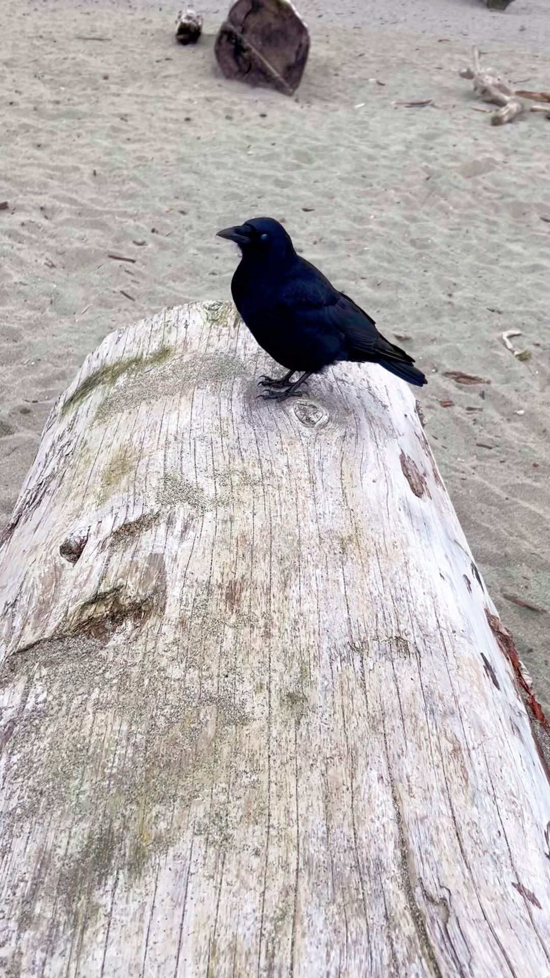 It’s the little things…. Walking with friends, being quiet with birds and enjoying the moments where heartbeats are felt. If you would like to book an appointment, connect with me at handstohearttherapy@gmail.com 💛🐦⬛🌈