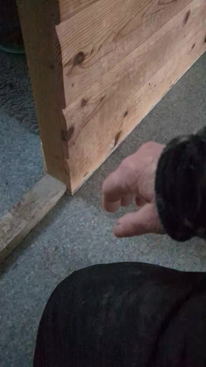 This has to be the fastest update we have done , but just look at the difference in little Mango already .
She still flinches when you first approach her but that is only to be expected knowing her background, but I have to say I'm totally blown away at the change in her , we will now build on her confidence at her pace but there really is no stopping her now she is on the road to recovery.
I had a video call with the lady who first saved Mango and she was in tears watching her interact with me so much so she abandoned her trolley in the supermarket!!!!!