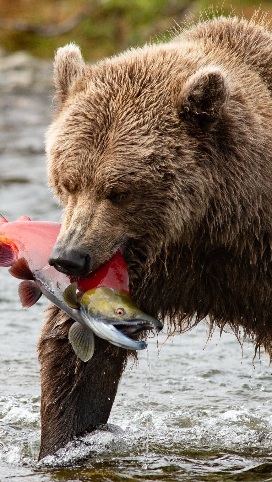 Did you know that Lake Clark and Katmai National Parks were listed in the top 10 least visited national parks in 2023?
If you ever needed a sign to visit these beautiful and unique parks, this is it. Come experience the beauty with us at Lake Clark Resort.
#alaska #reels #lakeclark #katmai #bears #lakeclarkresort