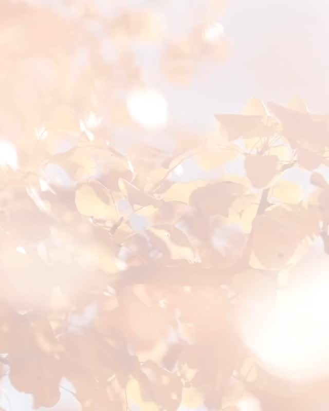 🎉 Calling All Vendors! 🎉
We’re so excited to invite YOU to be part of this year’s Blossom & Thrive, our 2nd annual women’s + children’s health expo hosted by The Grove! 🌿
This year, we’re teaming up with @atlanticalehouse to bring you an even bigger and better Fall Festival at Kings Common Park in downtown Johnson City! 🍂 Think: music, food trucks, family activities, and an incredible lineup of vendors, all centered around supporting mamas, babies and families in the Tri-Cities.
🗓 Save the date: Saturday, September 27 | 11 AM – 4 PM
Vendors, this is your chance to connect with the community, showcase your business, and support women’s + maternal health in a fun, festival-style event!
✅ We are accepting vendors offering services/products for women + children
✅ Booths are $65 (or $25 with 501c status)
✅ Apply by July 18 or until spots are filled!
🌟 Want to stand out? Become a Featured Vendor for $150! This includes premium marketing, prime booth placement + more. Only 5 spots available - email us to claim one: info@grovehealthcollective.com
📲 Find a link to the vendor application in our bio! Help us spread the word - tag your favorite local biz who needs to be there. Let’s help families Gather + Grow together! 🌸👶
#BlossomAndThrive #TriCitiesVendors #MomsAndBabies #WomensHealthFair #TriCitiesMoms #JohnsonCityEvents #FallFestival #VendorCall #SupportMamas #CommunityCare