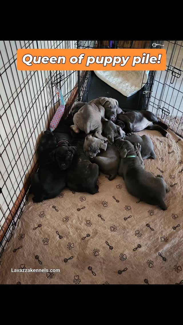 #canecorso #canecorsoofinstagram #canecorsofans #canecorsolife #canecorsolover #canecorsopuppy #canecorsoloversofinstagram #canecorsoitaliano #canecorsokennel #availablepuppies #canecorsopuppies #dogsofinstagram #rehoming #doglife #akcgrandchampion #dogoftheday #doggo #doggram #doggyeyes #cuteanimals #cutedogs #dogloversofinstagram #dogkennel #dogbreeder #akcshowdog #akcchampion #AKCshow #akcregisteredpuppies