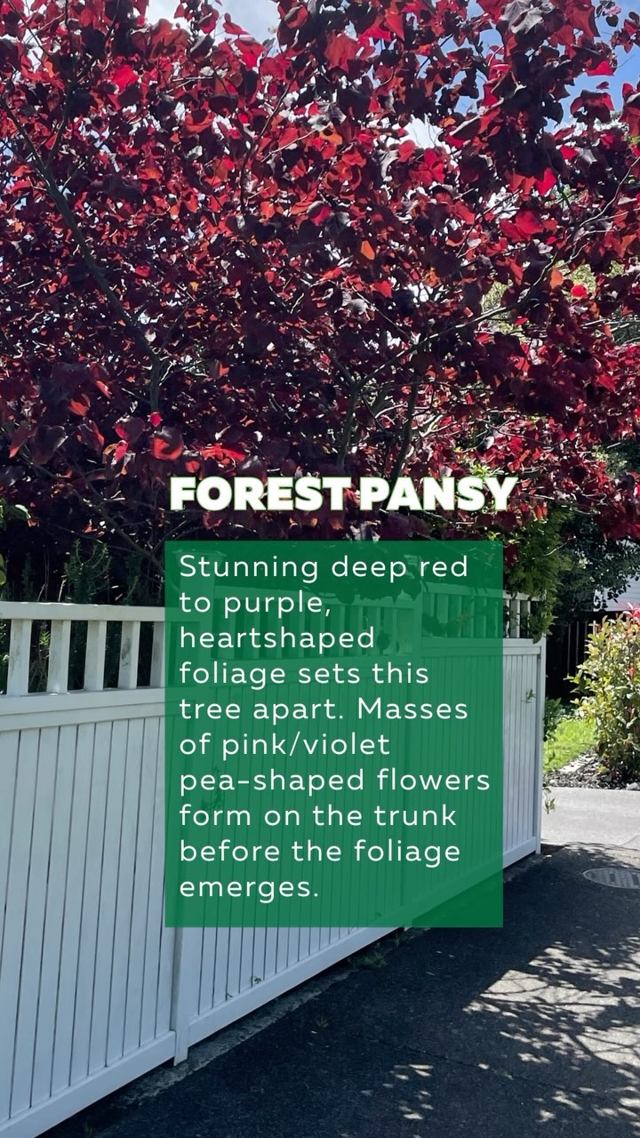 Feijoa ✅
Dogwood ✅
Planting for small gardens can be tricky, but luckily NZ Landscaper can call on experts like Penny Clifton for her top tips! And now, you can be an expert too.