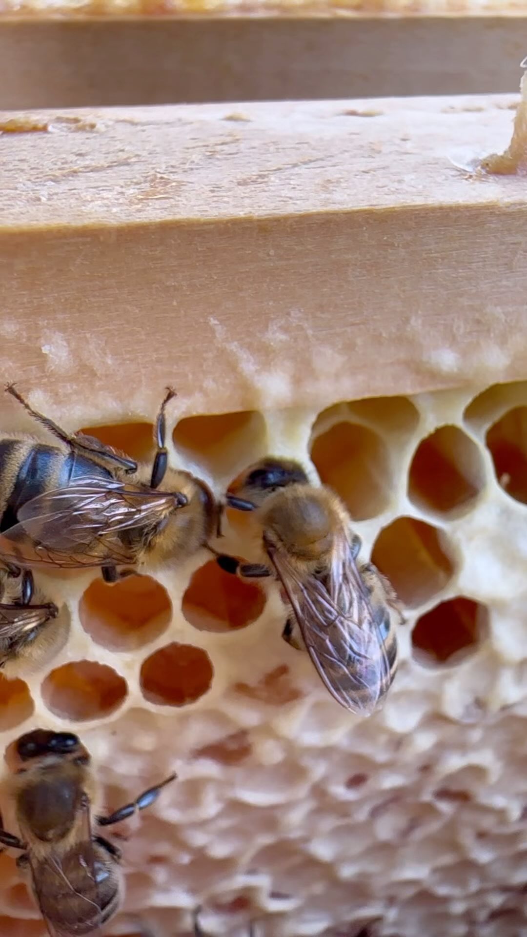 So entsteht Honig 🍯 🐝
Einlagerung in Waben: Im Bienenstock angekommen, übergeben die Sammelbienen den teilverarbeiteten Nektar an Stockbienen, die ihn in die Waben einlagern.
Weiterer Wasserentzug: Die Stockbienen verdampfen den Wassergehalt des Nektars, indem sie mit ihren Flügeln fächeln. Dadurch wird der Nektar eingedickt und die Zuckerkonzentration erhöht.
Reifung: Nach dem Eindicken des Nektars wird die Wabe mit einem dünnen Wachsdeckel verschlossen. Der Honig reift weiter und entwickelt seinen endgültigen Geschmack und seine Konsistenz.
Der fertige Honig wird schließlich von uns geerntet, indem die Waben entdeckelt und der Honig herausgeschleudert wird. ☺️🐝
*
*
#HonigErnte #BioImkerei #Imkerinnen #ÖsterreichischerHonig #Tierwohl #Nachhaltigkeit #Regionalität #BioQualität #NaturPur #Bienenfreundlich #Honigliebe #ÖkoImkerei #Naturschutz #FairerHonig #BioBienen #Österreich #Handgemacht #Umweltbewusst #Bienenretter #LokaleProdukte #OrganicHoney #Beekeeping #WomenInBeekeeping #SustainableLiving #EcoFriendly #HoneyHarvest #NaturalHoney #SupportLocal #AnimalWelfare #OrganicFarming