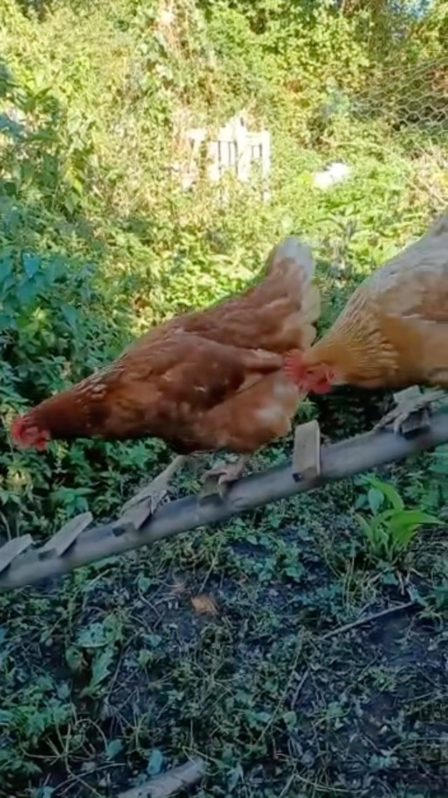 Peter and Lindsay’s chickens are loving their new safety ladder! 🐓
Happy Weekend everybody!
#symondsburymanor #symondsbury #dorset #bridportdorset #jurrasiccoast #dorsetcoast #selfcateringaccommodation #selfcateringholidays #selfcateringholidaysuk #selfcateringholidaysdorset #dorsetholidays #uniqueholidayrentals