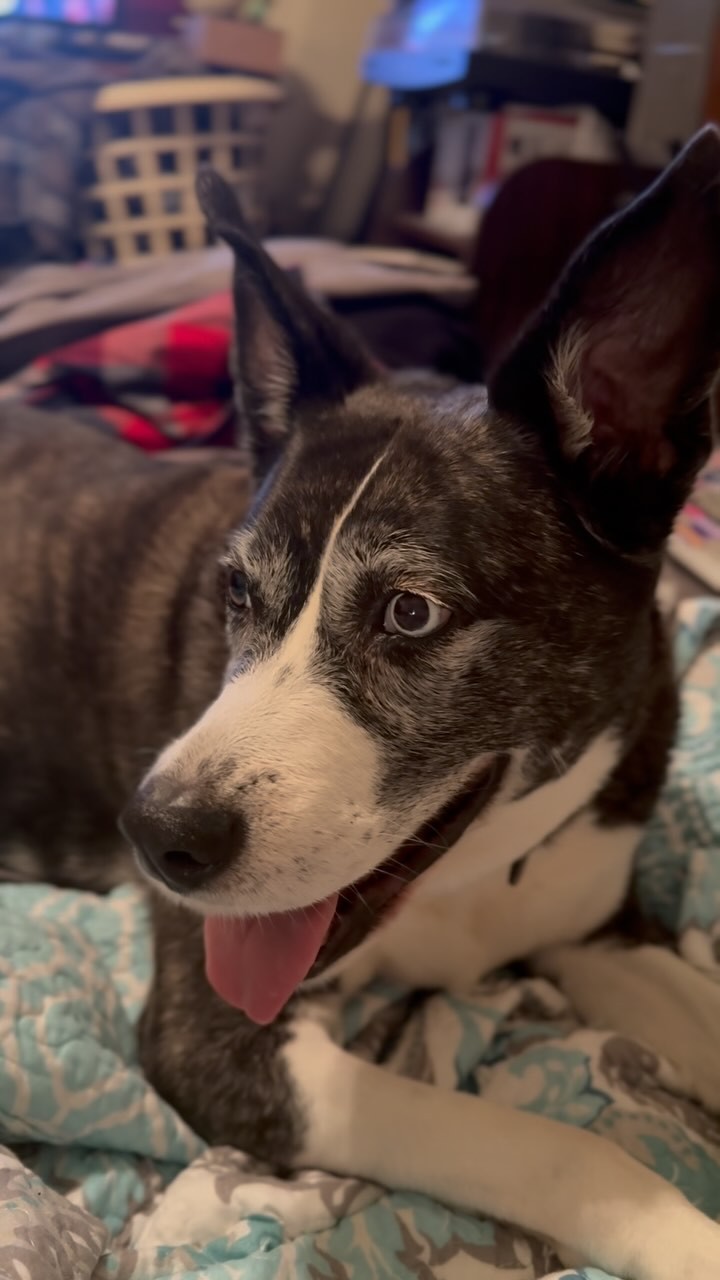 Panic! at the sound of seasonal storms!