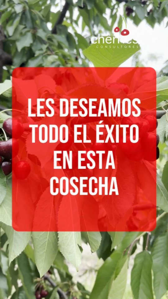 Hoy parte importante de los productores de cereza se encuentran cosechando la fruta que es el resultado de tanto esfuerzo. Este fue un año con muchas dificultades que hubo que enfrentar. Desafios que exigen poner en práctica todas nuestras capacidades. Agradecemos la confianza que nuestros productores depositan en nuestro trabajo y los felicitamos por los grandes resultados que están teniendo.
#cherry #cherries #chileagricola #agrochile #agronegocio #cerezas #cerezo #cherryblossom #smartcherry