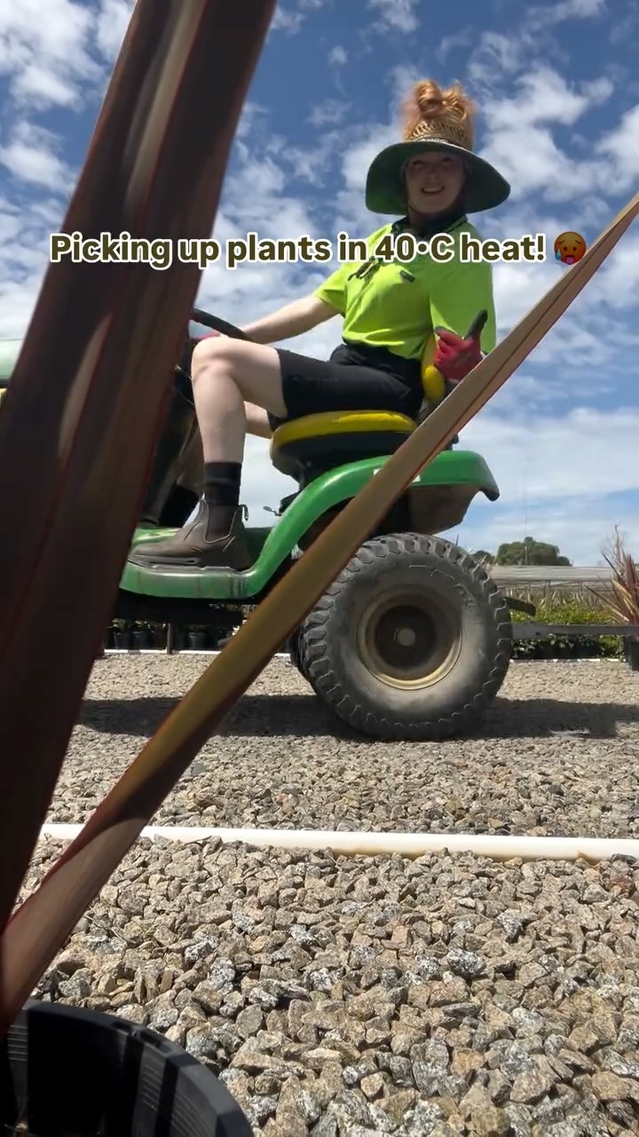 Did everyone survive yesterday!?! It was an absolute scorcher to be out and about picking up plants! 🥵 Our Tricolour Phormiums were looking pretty good in the heat though! They are such a great statement plant and look phenomenal in mass plantings.
We hope all our nursery buddies, landscapers legends and garden gurus are staying safe as things continue to stay hot around the state and country! 🙌🌿
.
.
.
#wholesaleplants #australianlandscaping #plantnursery #morningtonpeninsula #gardensupplies