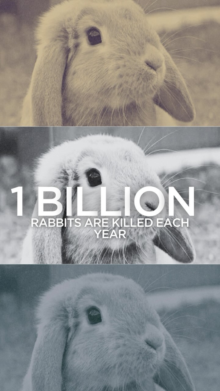 In a world where silence roars louder than words, each number tells a story of a life lost, a soul silenced.
1 billion animals- 3000 dolphins, 20,000 elephants, a million turtles, and 7000 cheetahs – their spirits cry out for justice.
They can’t speak, but you can.
Let your voice be the symphony of change, the anthem for compassion.
Together, let’s rewrite their story with love, respect, and empathy.
Show humanity to the one’s who can’t share their pain with others.
Start today, give better future to them @peta
#animalrights #voiceforanimals #savenature #saveanimal #animallifematters #makebetterchoices #animallovers #plantbasedlifestyle #againstanimalcruelty #stopanimalabuse #animalmatters #animalsrightactivists #pixsmagicstudio #graphicdesigns