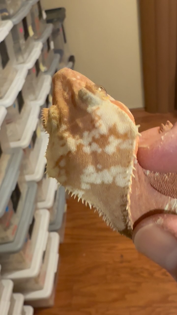 My Favorite holdback (right now) produced at #marvelmorphs. This #lillywhitephantom #crestedgecko male has the cream fighting through and the expression on the head is amazing! #lovinit