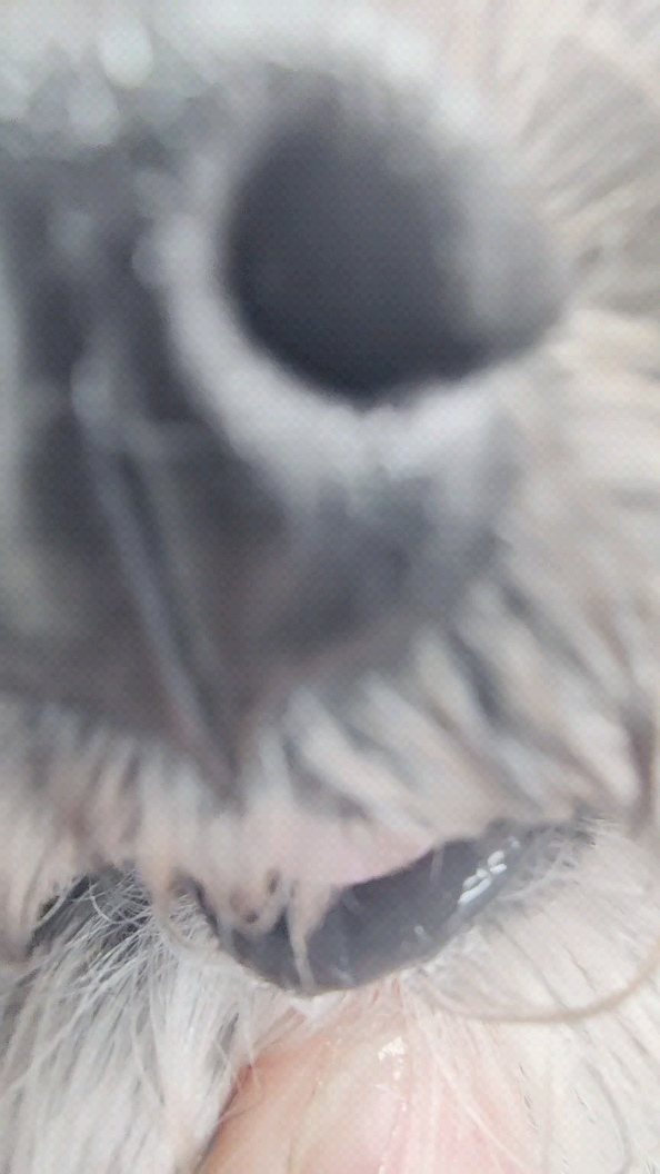 👅
#doggroomer #hundefrisör #hundefriseur #vorhernachher #hund #cutedog #dog #bolonkazwetna #bolonka