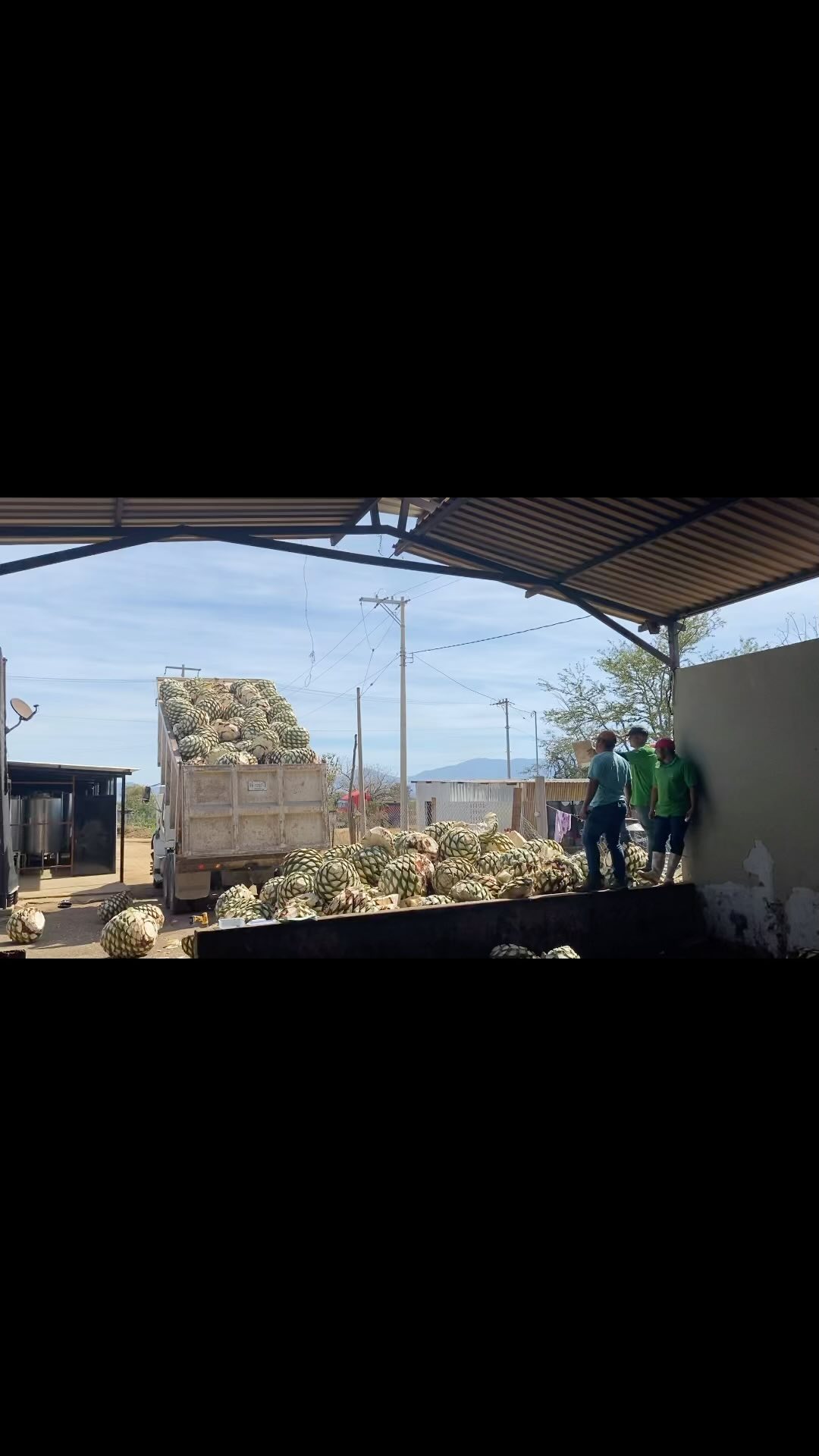 Slight detour from the grape to the magnificent agave, source of one of the world’s most complex spirits.
How do you transform #agave to #mezcal ?Harvest, chop, cook, mill, ferment, distill. Then taste. And remember, quality mezcal is for sipping, not mixology.
My tasting notes after several modest glasses of single variety agave beneath the fierce Oaxacan sun:
Espadín - orange blossom & smoked apple
Tobalá - warm grass & sweet leather
Salmiana - tomato leaf & sultry petrichor
Huge thanks to ‘El Maestro’ Don Fortino Ramos and his talented team at @thelostexplorermezcal for showing me around and allowing me to taste their superb creations.
#espadín #tobalá #salmiana #oaxaca