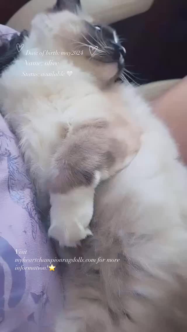 Introducing Olive, a delightful feline born in May 2024, who is searching for her forever home! 🏡 This pure sweetheart is bursting with energy and affection, making her the perfect addition to any loving family. Olive absolutely adores being pet, held, and cuddled – she’ll never turn down a cozy snuggle session! 😻
Always eager to be by your side, Olive will follow you around like a little shadow, bringing endless companionship and joy to your days. Close the door, and she’ll be right there, patiently waiting for you, because all she wants is to be with her favorite human. 🚶♀️🚶♂️ Her playful nature and curious spirit make every day an adventure, and she loves exploring her surroundings.
If you’re looking for a cat who is equal parts loving and playful, Olive is the purrfect match! She’s ready to fill your home with warmth, laughter, and unconditional love. Don’t miss out on the opportunity to make Olive a part of your family. DM me if you’re interested in giving Olive her forever home! ❤️. #californiacats #ragdollkitten #purrfectfelines #sweetcat #catsofig #bestmeow #socalcats #catlover #adoptdontshop❤️ #mcheart #kitty #cat #kitten #catsforyou #cuddlebuddy