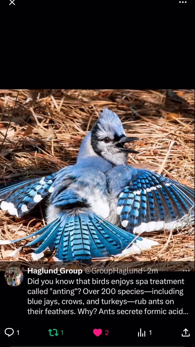 Did you know that some birds give themselves a natural spa treatment called “anting”? Over 200 bird species—including blue jays, crows, and even turkeys—have been observed rubbing ants on their feathers or lounging on anthills to let ants crawl over them. Why? Ants secrete formic acid, a natural chemical that may help birds get rid of parasites and harmful microbes on their feathers. It’s like nature’s own bug spray and feather conditioner all in one! Some scientists even think birds might enjoy the tingling sensation—turns out birds might like a good spa day just as much as we do!
Reference: https://www.montananaturalist.org/blog-post/anting/
.
.
.
#birds #anting #naturalspa #funfacts #funfactfriday #funfact #scientificfacts #hawaii #universityofhawaiiatmanoa #uhm #universityofhawaiia #uh #science #researchgroup #haglundgroup #drhaglund