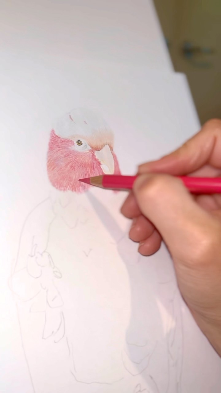 I thought I’d share the start of my next drawing with you all. Bird number 3 in my Australian Bird Collection. The Galah!
So far I’m enjoying using the bright pinks in this one. I think pink is one of my least used colours!
#australianbirdcollection#australianbirdart#galah#galahart#animalart#birdart#australianbirds#birds#colouredpencils