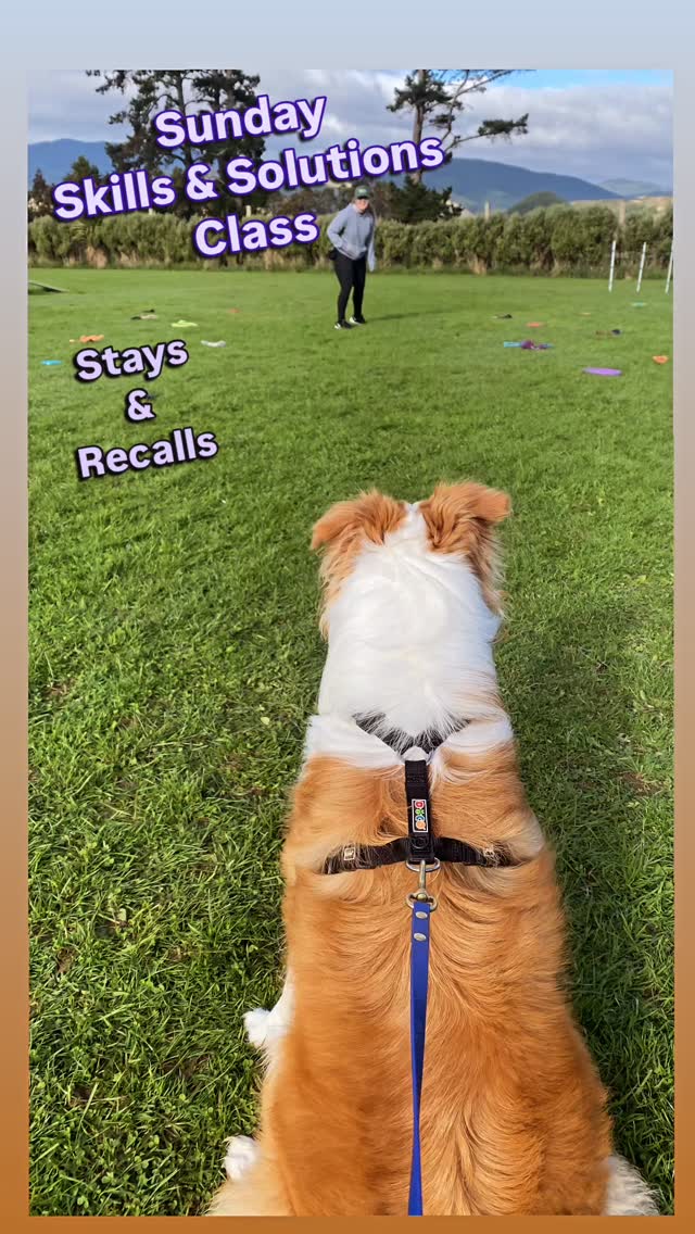 ☀️ Sunny Winter Vibes & Serious Skills! ☀️
Our Sunday Skills & Solutions – Stays & Recalls class was an absolute blast today! 🐾
We started with solid foundations — boundary bed stays, layering in the 3Ds:
Duration • Distraction • Distance ✅
Then onto sit stays on the grass, building clarity and confidence. Proofing the idea that “stay” means stay until you hear your release cue… “Break!” 🙌
Next up? Turning those rock-solid stays into rocket recalls! 💨
Whether it was a tasty food reward with a collar grab, or a rip-roaring game of tug, the dogs were LOVING it. 🎉
We finished with a restrained recall challenge… past a tempting tunnel of toys of all shapes and sizes — and WOW did they rise to the occasion! 🧸🦴🐶
So proud of this clever crew! 💛
#activedogsnz #recalltraining #sitstay #sundaydog #positivedogtraining