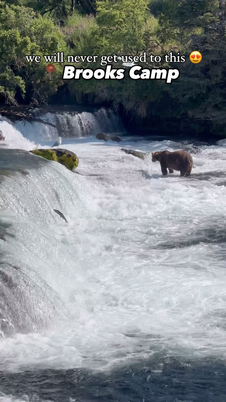 The bear walking under the airplane at the end 😳
What a beautiful day at brooks camp!!
#alaska #reels #lakeclarkresort #katmai #brookscamp #travel #lakeclark #nps #explore