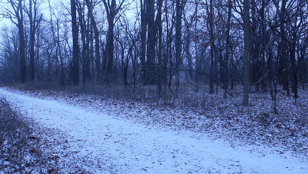 Ideal Land Management forestry mowing at Willow Creek Preserve. #forestrymowing #nativerestoration #invasivespeciesmanagement
