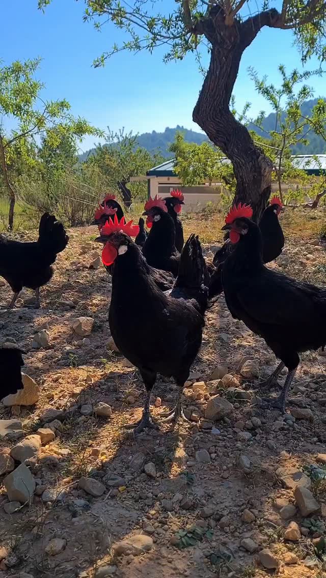 El calor ha llegado y las gallinas no lo llevan muy bien.☀️
A partir de los 28 grados ya empiezan a tener problemas, y uno de ellos es que reducen la puesta de huevos.
Por eso para nosotros es muy importante hacer que estos meses tan calurosos en Murcia los pasen lo mejor posible. ¿Cómo lo hacemos?
- Plantando más árboles en la finca para que tengan sombras y arbustos donde puedan refugiarse. 🌿
- Siempre tienen abundante agua para refrescarse. 💧
- Gallineros donde refugiarse para pasar las peores horas de calor. 🏠
- También se les puede dar lechugas y fruta fresca como sandía para ayudarlas a refrescarse.🍉
Las razas autóctonas soportan mejor el calor, ya que están más adaptadas a las altas temperaturas de la Región, pero aún así, hay que tener cuidado para su bienestar.🐔🥚
¿Vuestros animales notan mucho el calor? Cuéntanos tus trucos para llevarlo mejor.
#gallinasrazaautoctona #gallinacastellananegra #gallinamurciana #gallinasycalor #huevosecologicos