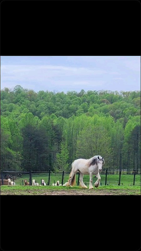 Beautiful Sparrow 🥰😍🥰😍🥰😍 I'm so glad you're mine!
@rhideawayranch
#horse #gypsyvannerhorse #gypsyvanner #gypsycobofinstagram #horsefeathersfarm