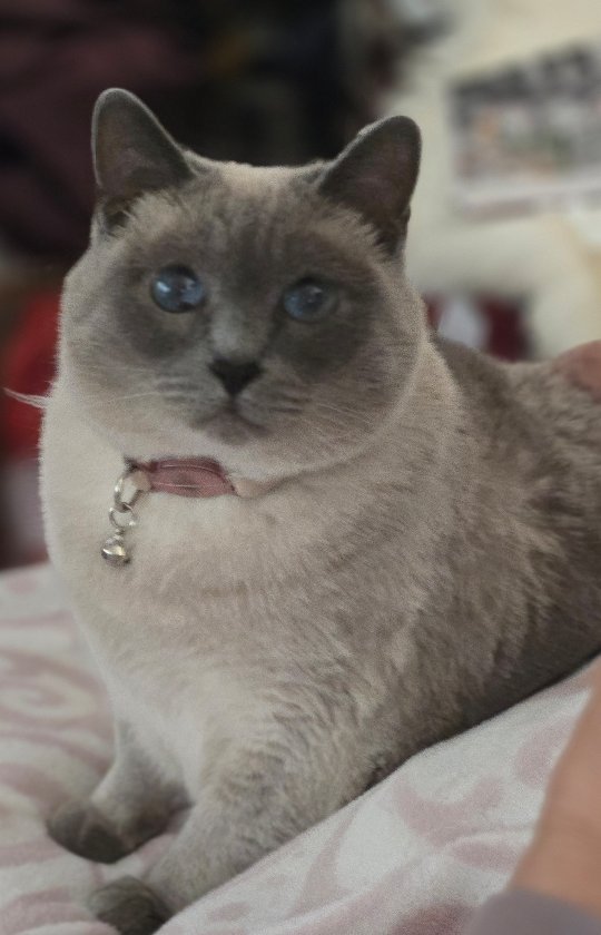 Tonight I checked out some Reddit posts on advice in work, life and love.
If you need any advice in work, life, or love, DM me and I'll address it in my next Harmony Unlocked Live!
#TayloredLivingCoaching #Empowerment #loveyourself #WorkLifeBalance
That's my cat, #Jubilee 🩷🧡🩷🧡