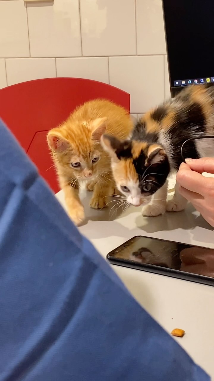 Quin parell més trapella 🐈🐈⬛❤️